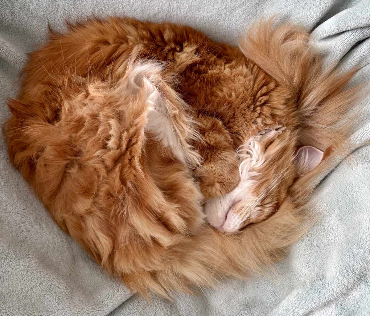 My cat Apollo, just because he's awesome and was sleeping behind me while I wrote this