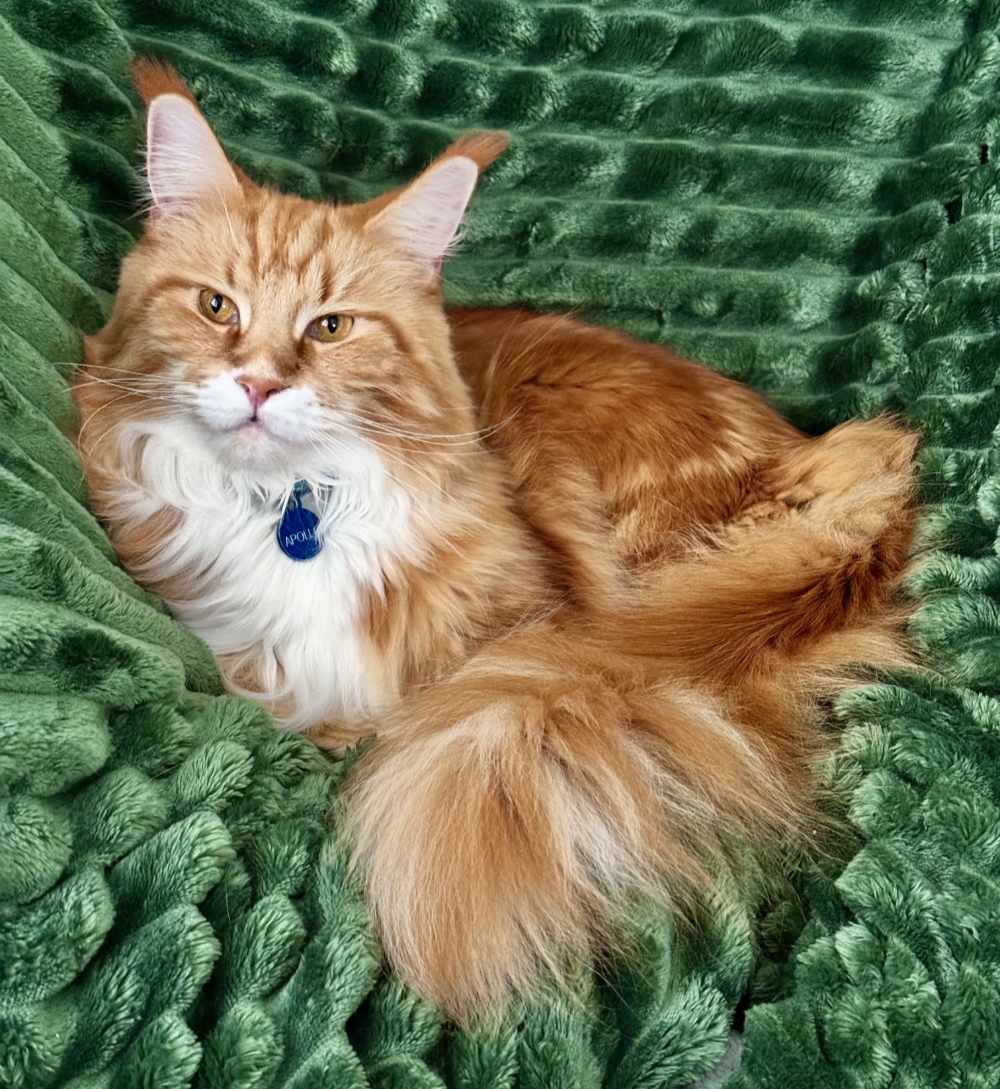 My cat Apollo, laying behind me in his multilayered bed of blankets