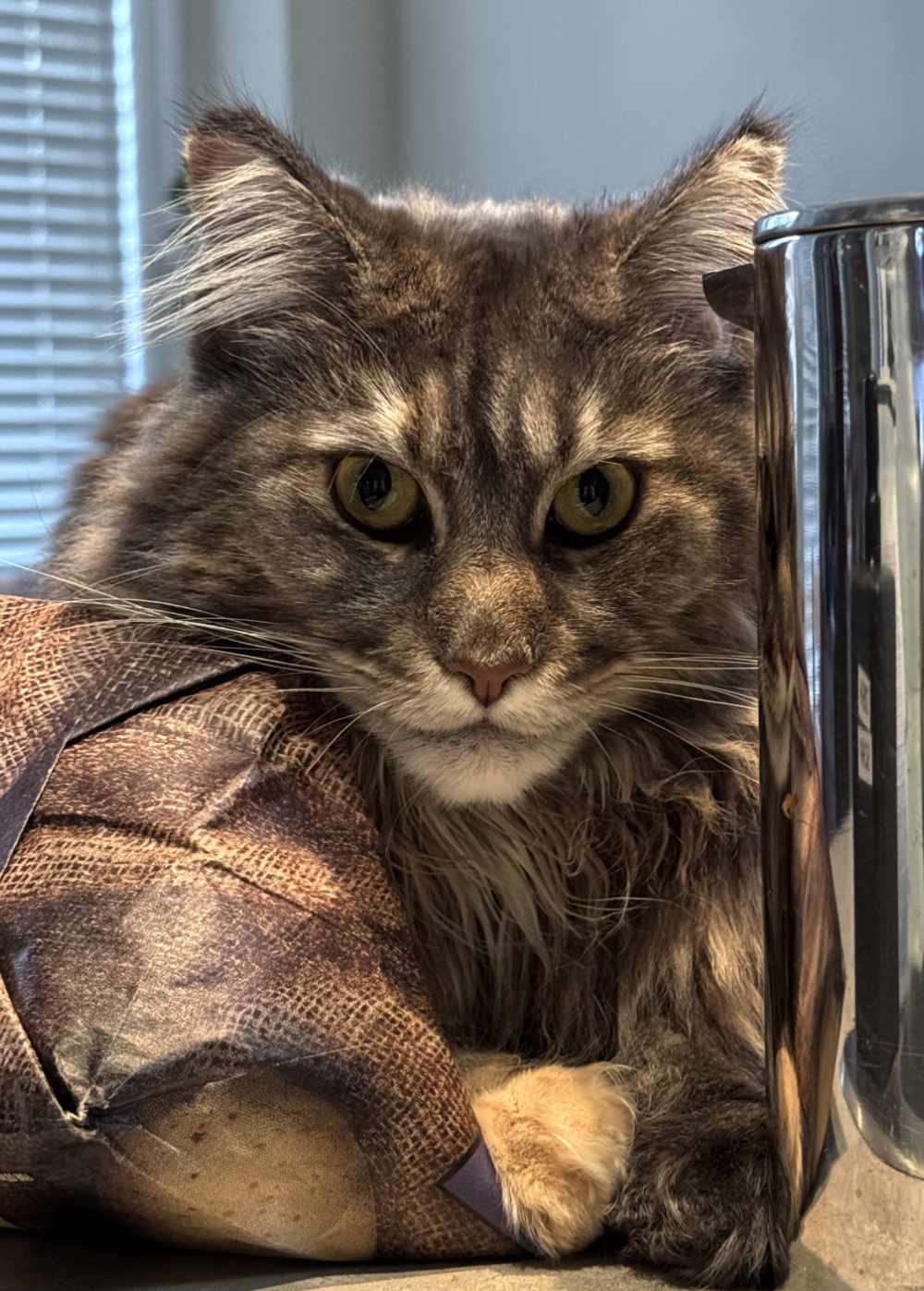 My cat Freyja, just because she's awesome sitting on a potato bag beside my French press, watching me cook